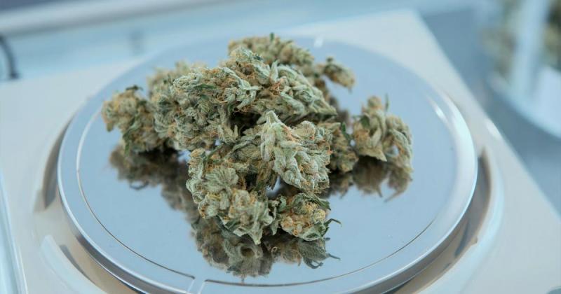 /forum/uploads/images/1663/cannabis-medical-france-retard.jpg