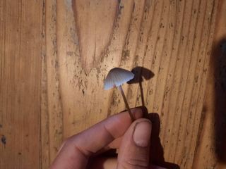 /forum/uploads/images/1664/c2.jpg