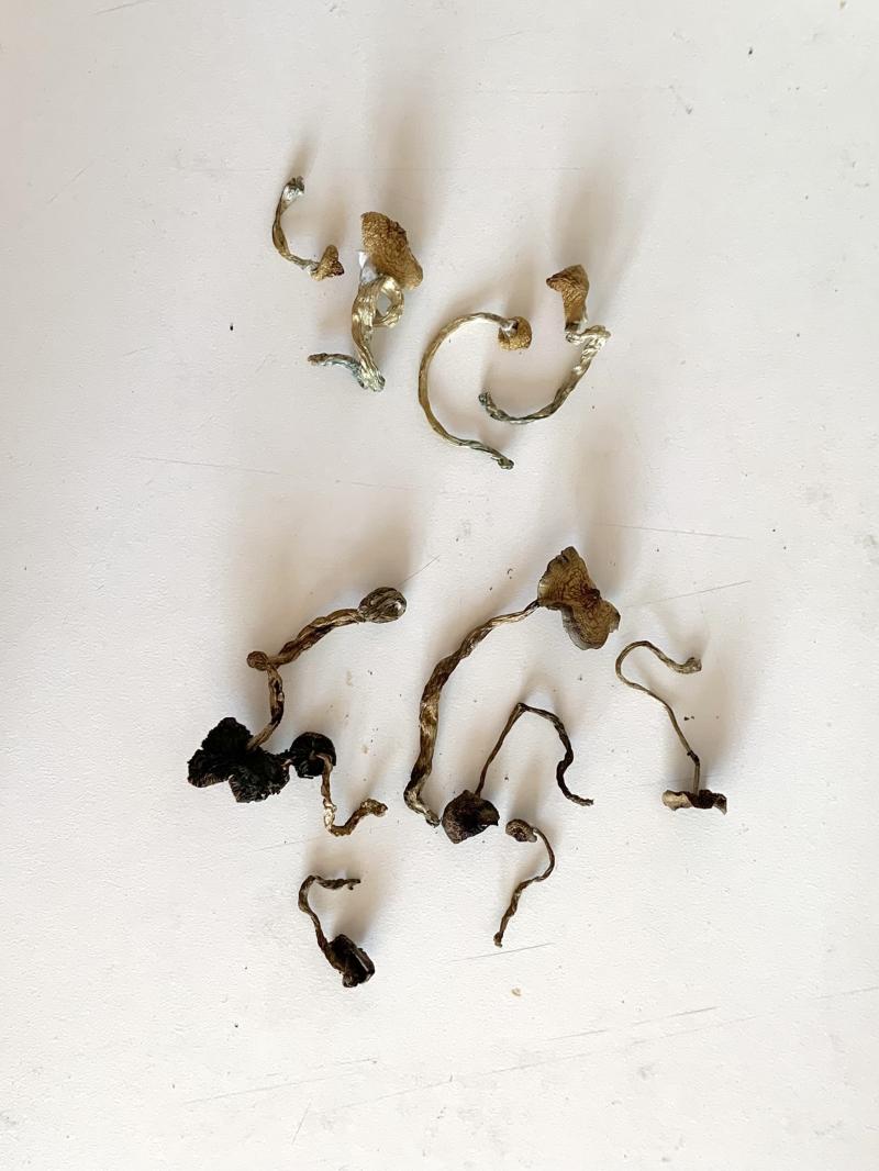 champignons séchés