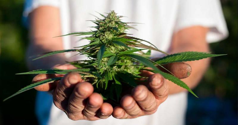 /forum/uploads/images/1665/culture-cannabis-domicile-canada.jpg