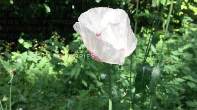 /forum/uploads/images/1667/s-l400.png