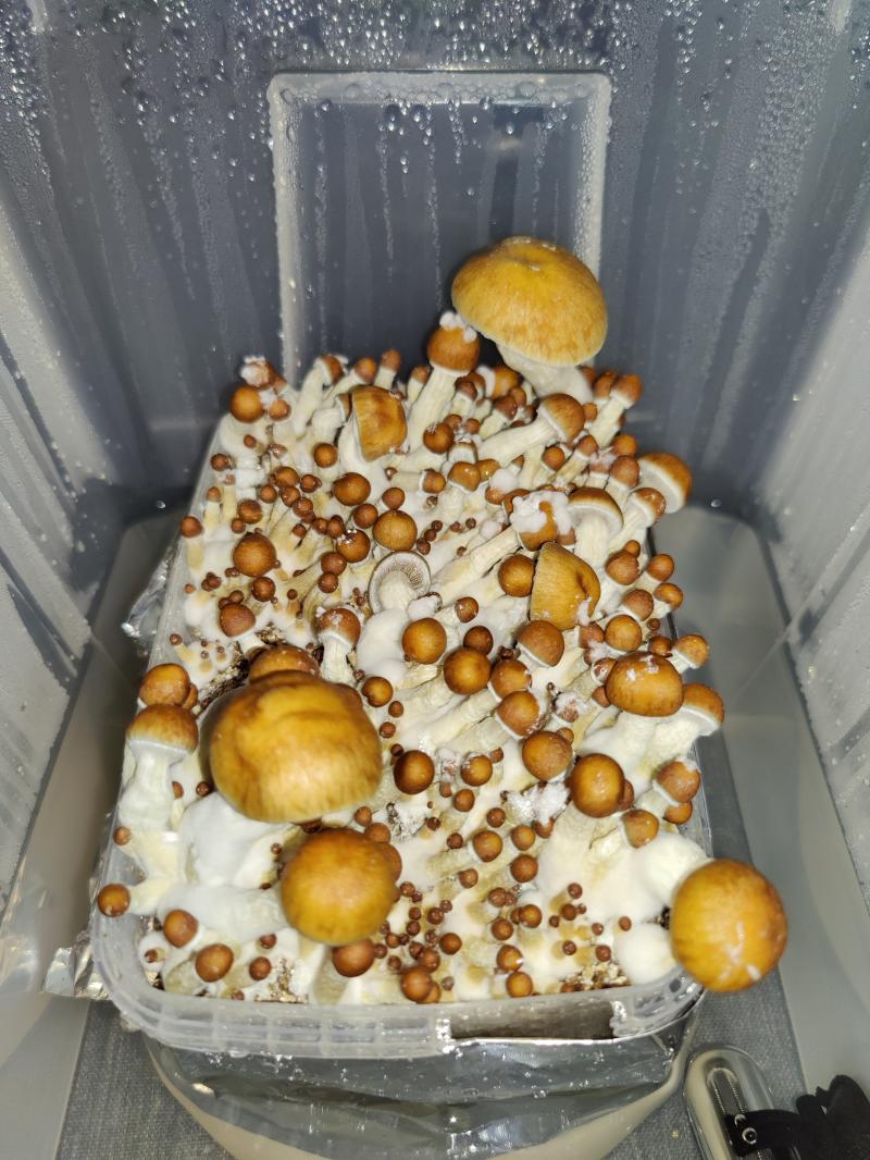 Grow Kit J+15