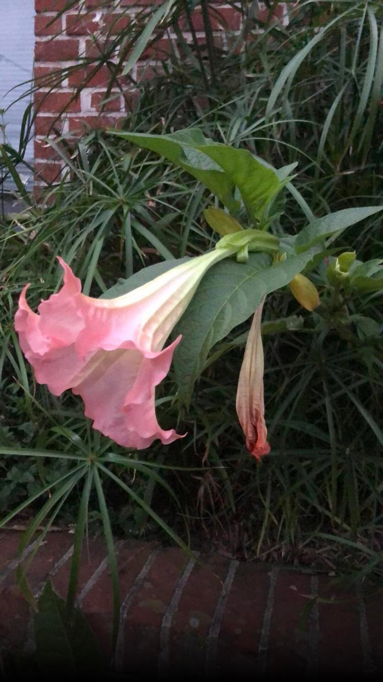 brugmansia