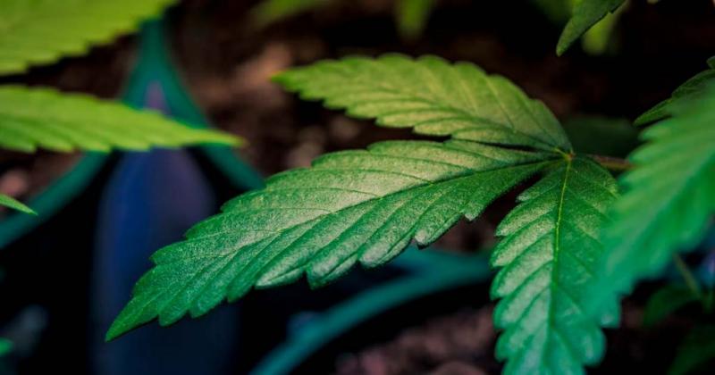 /forum/uploads/images/1677/legalisation-cannabis-psychose-1024x5381.jpg
