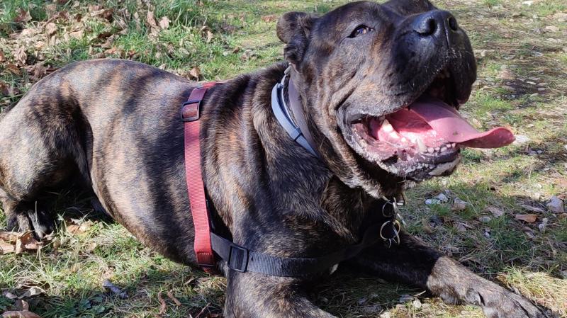 C est un dogue de Majorque