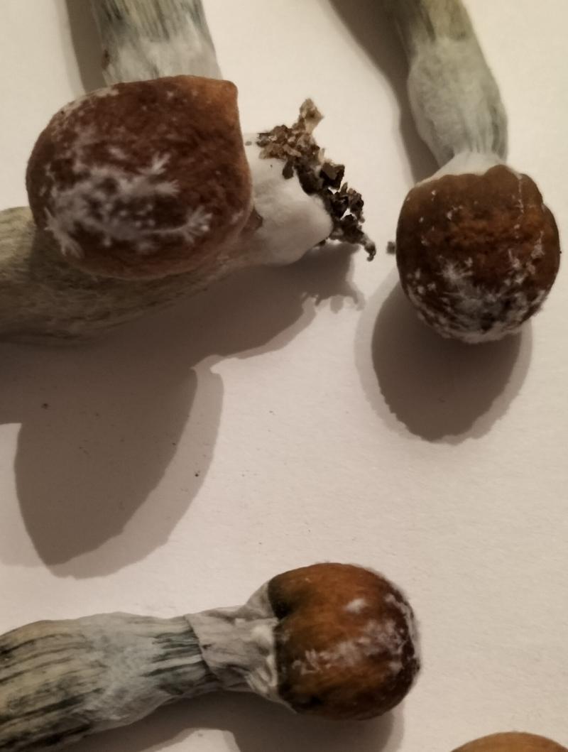 Contamination ?