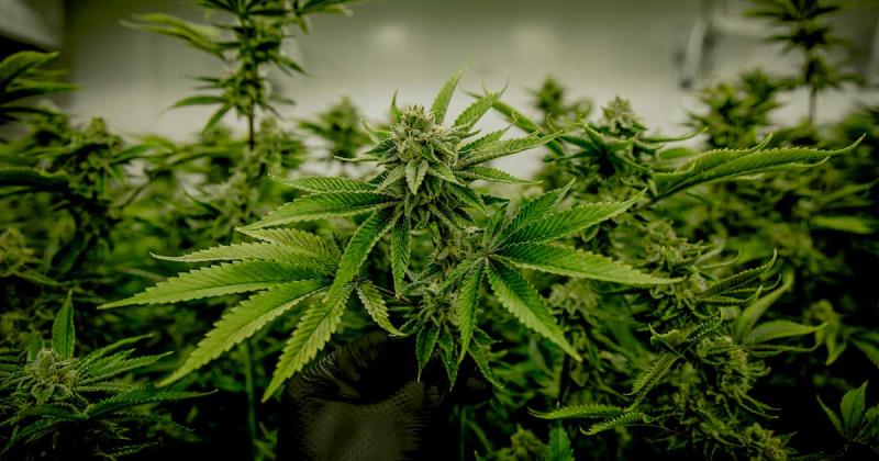 /forum/uploads/images/1681/allemagne-projet-legalisation-cannabis.jpg