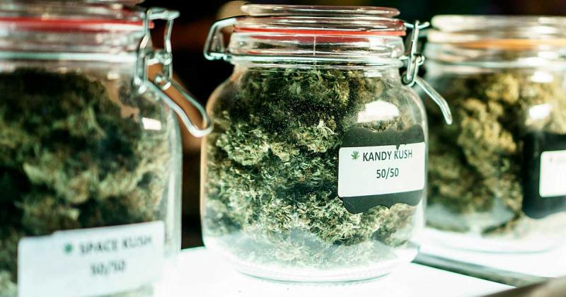 /forum/uploads/images/1681/cannabis-club-malte-frein.jpg