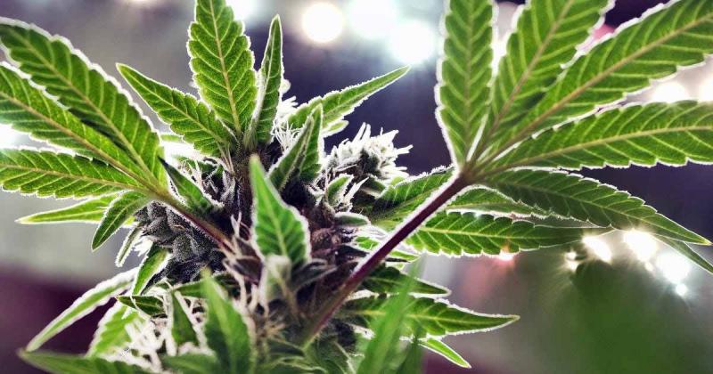 /forum/uploads/images/1682/cannabis-medical-france-2024.jpg