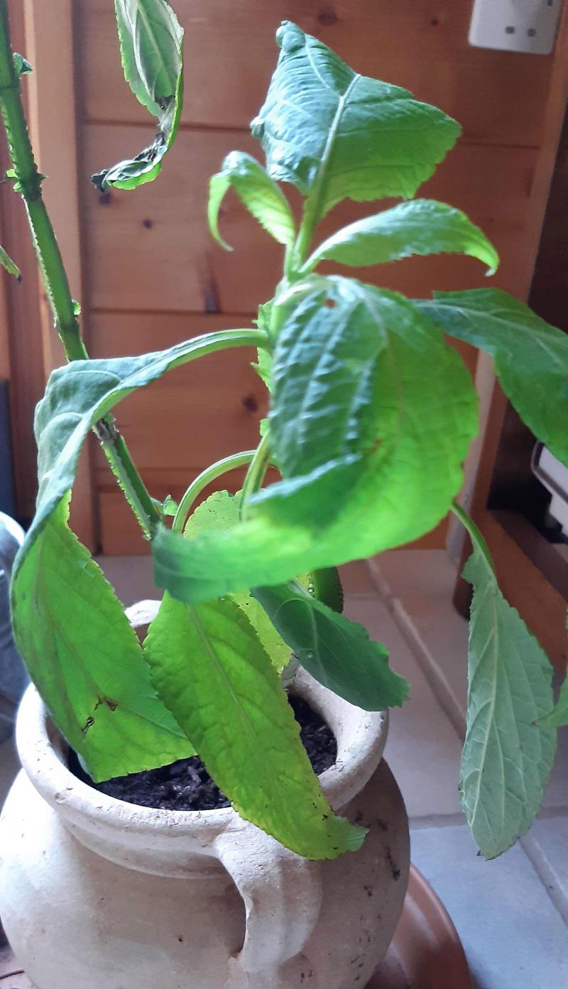 /forum/uploads/images/1682/salvia1.jpg