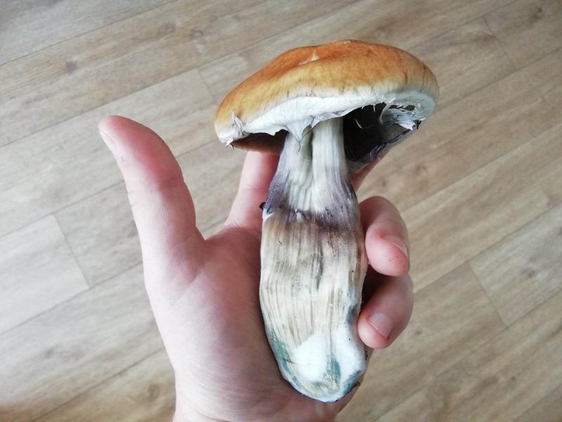 Seringue de culture liquide pour champignons Mycélium vivant