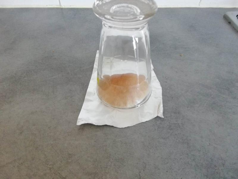 /forum/uploads/images/1683/empreinte-de-spores-mc-kinnaii.jpg