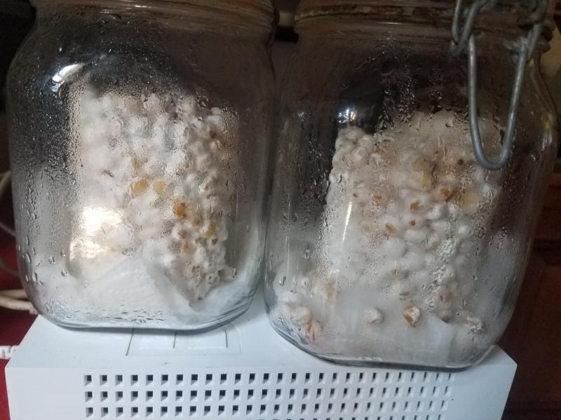 Mycelium MB