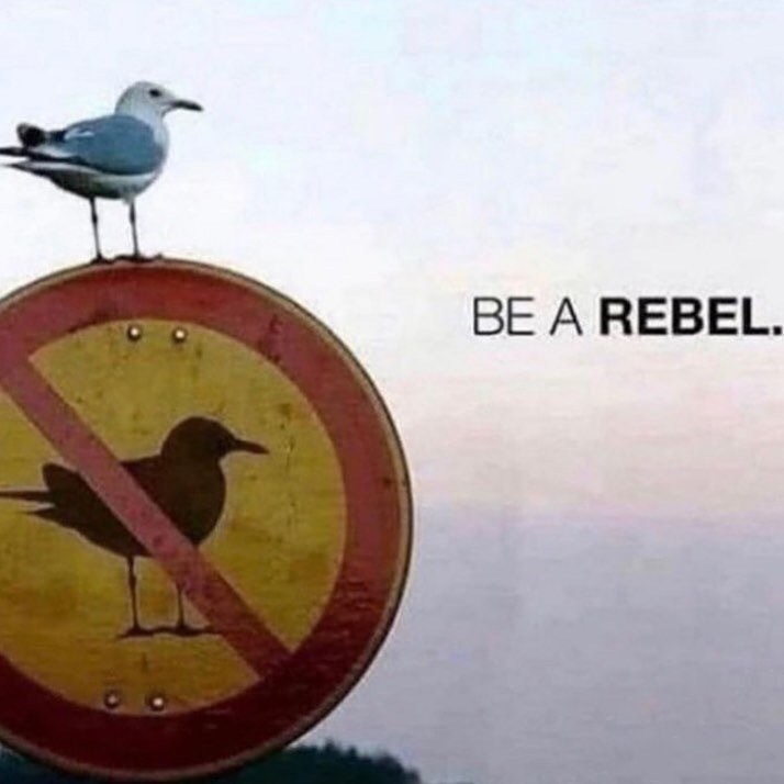 /forum/uploads/images/1693/rebel.jpg