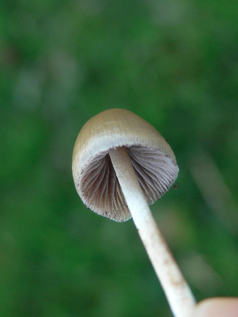 /forum/uploads/images/1694/04__psilo_jeune_humide.jpg