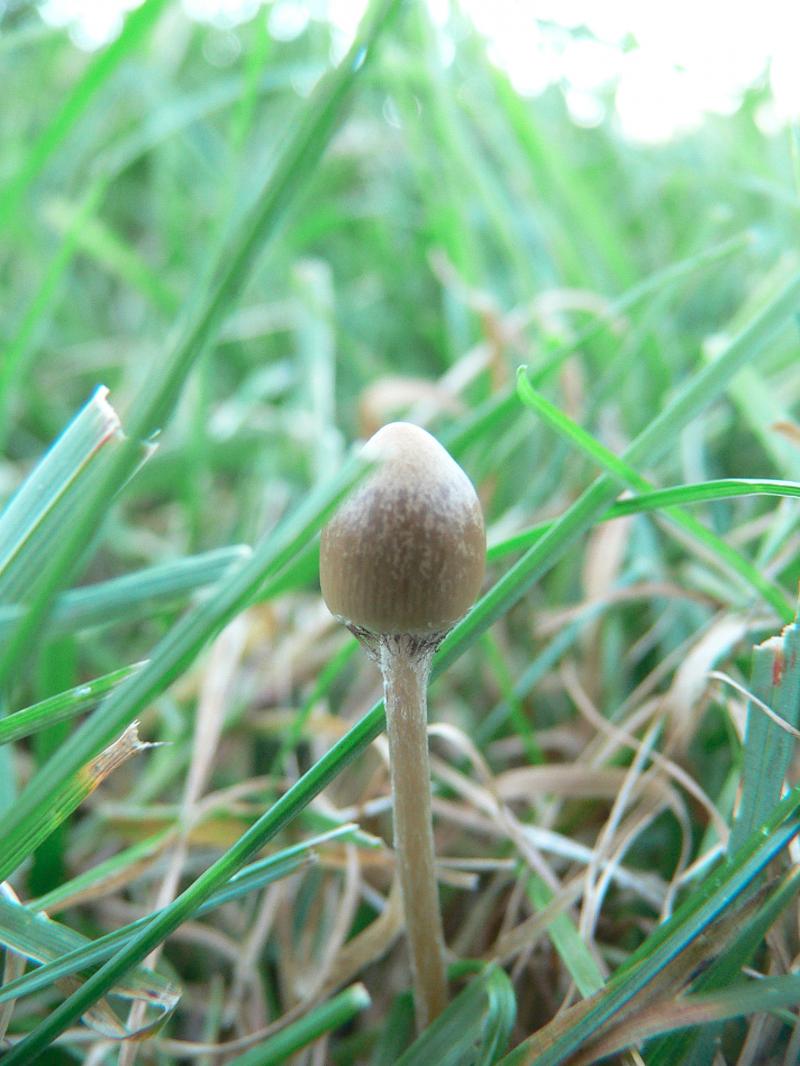 /forum/uploads/images/1694/06__psilo_moins_jeune.jpg