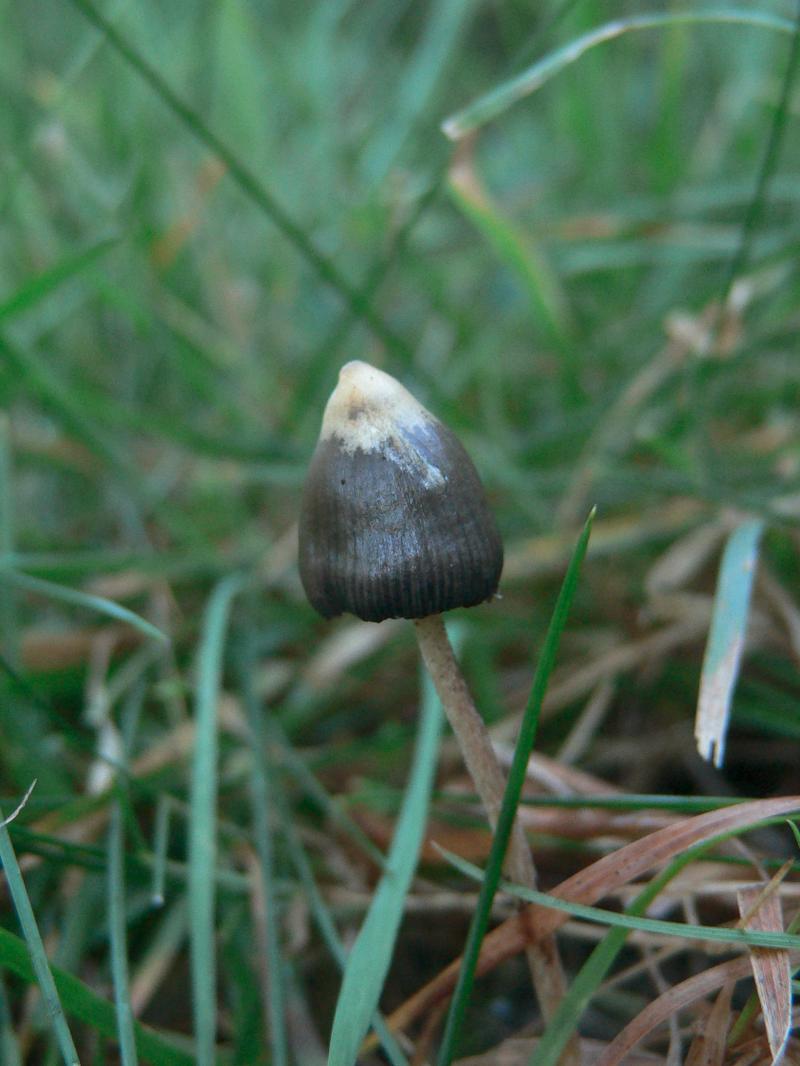 /forum/uploads/images/1694/23__psilo_sporulation.jpg