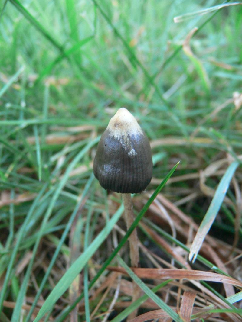 /forum/uploads/images/1694/24__psilo_sporulation.jpg