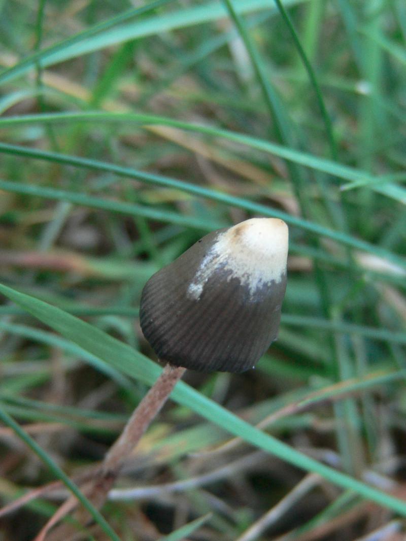 /forum/uploads/images/1694/25__psilo_sporulation.jpg