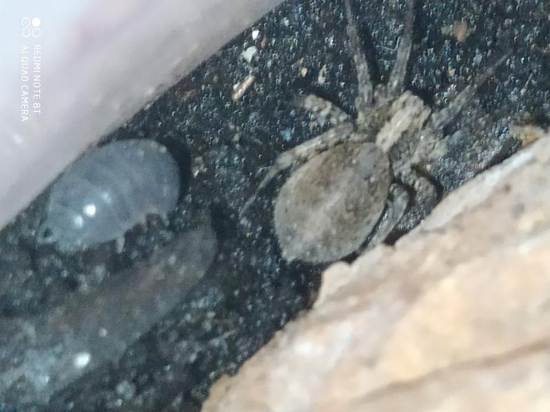 Cassy et Dobby, la colocation