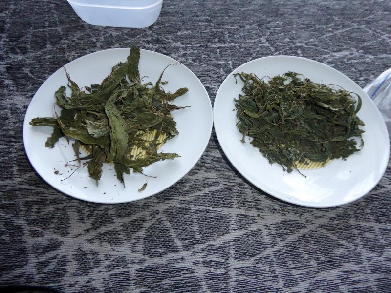 sally contaminé sally contaminé