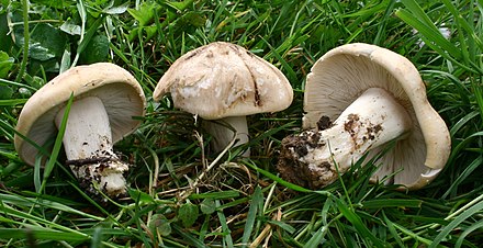 /forum/uploads/images/1699/calocybe_gambosa_080420wb.jpg