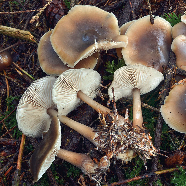 COLLYBIE BEURRÉE COLLYBIE BEURRÉE