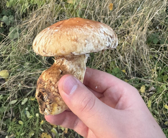 https://www.psychoactif.org/forum/uploads/images/1700/capture-decran-du-2023-11-17-19-51-371.png
