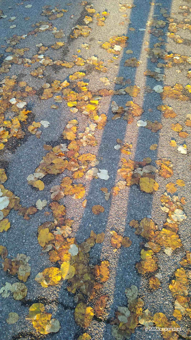 Feuilles CCBYNS2023Cependant