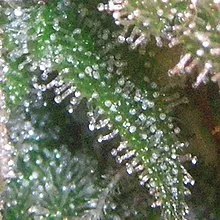 /forum/uploads/images/1705/220px-trichomes_close_cannabis.webp