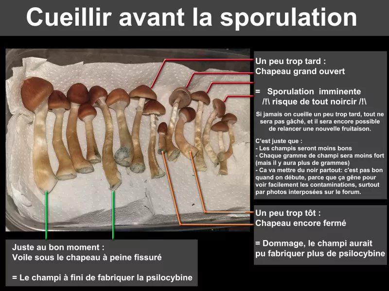/forum/uploads/images/1705/recolter_avant_la_sporulation__va08.webp
