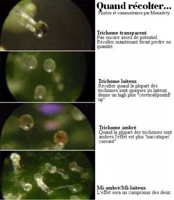 /forum/uploads/images/1705/trichomes.webp
