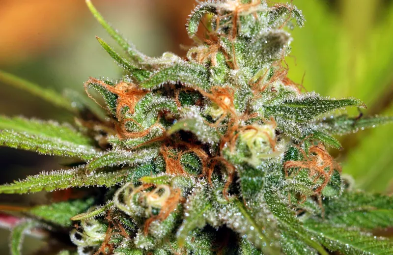 /forum/uploads/images/1705/trichomescloseup.webp