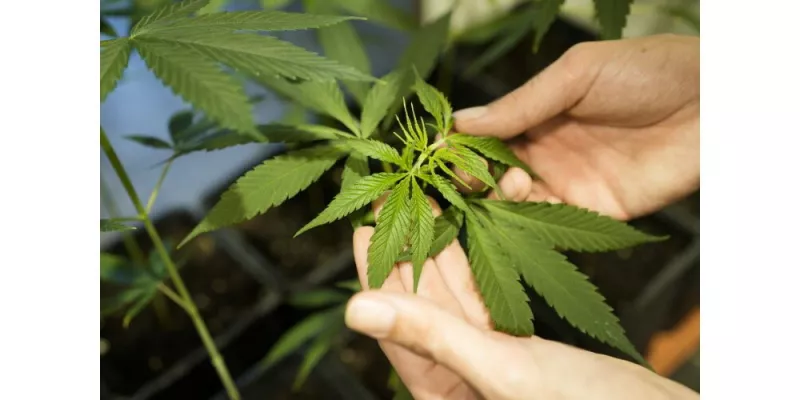 /forum/uploads/images/1706/le-cannabis-recreatif-devrait-etre-legalise-en-.webp