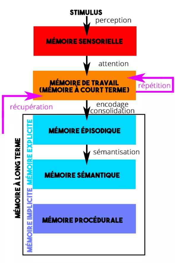 /forum/uploads/images/1721/ps458_02-les-memoires-en-psychologie-cognitive-.webp