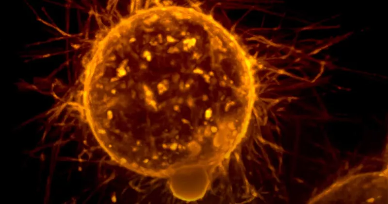 /forum/uploads/images/1728/cannabis-cancer-etudes.webp