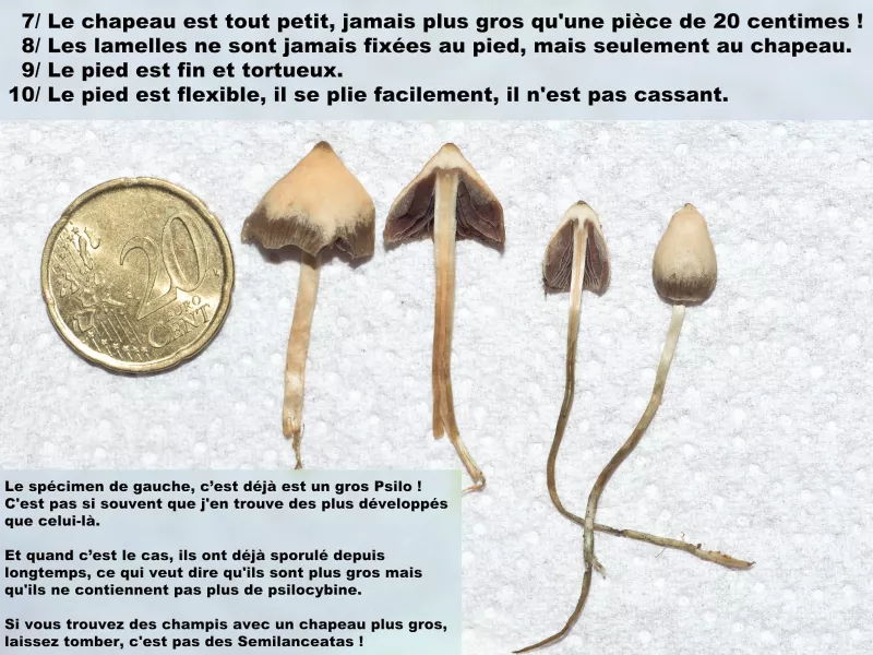 https://www.psychoactif.org/forum/uploads/images/1729/psilos_03.webp