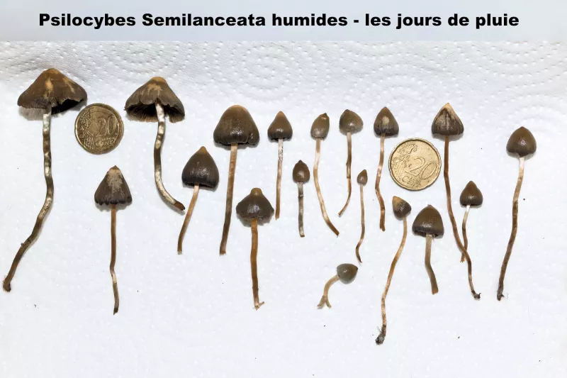 https://www.psychoactif.org/forum/uploads/images/1729/psilos_04.webp