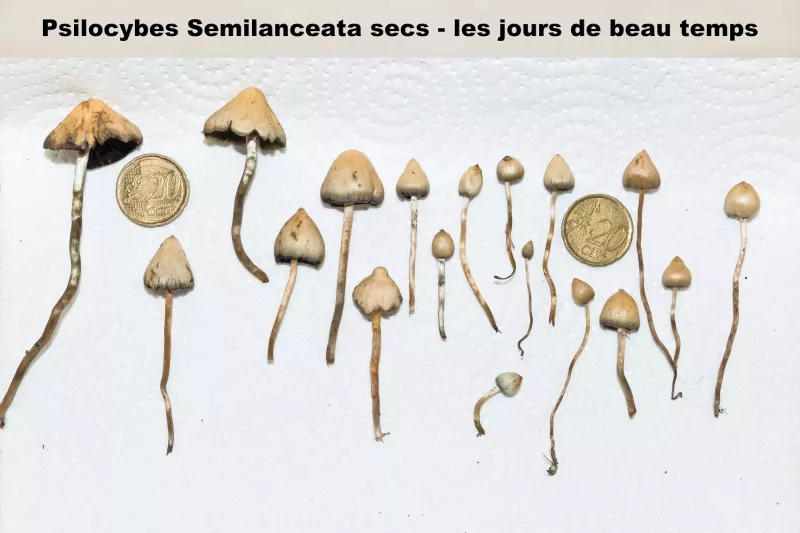 https://www.psychoactif.org/forum/uploads/images/1729/psilos_05.webp