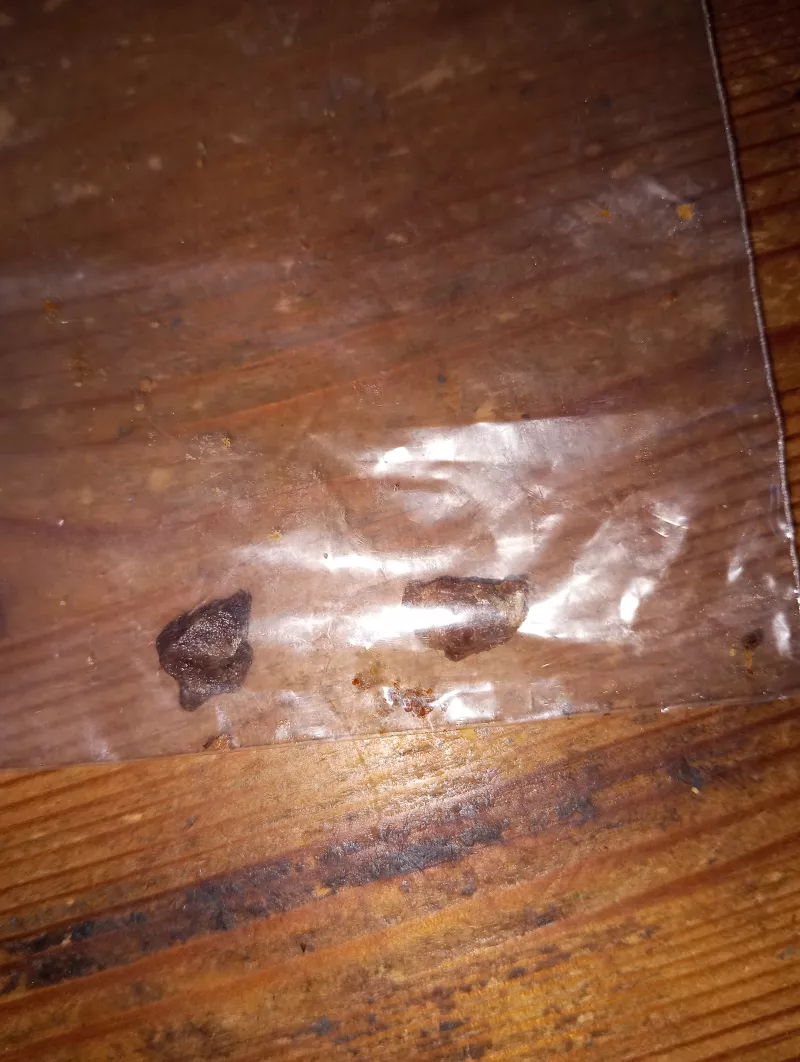 /forum/uploads/images/1746/bufo.webp