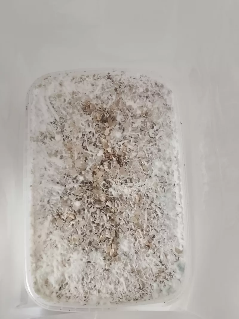 /forum/uploads/images/1782/338.webp