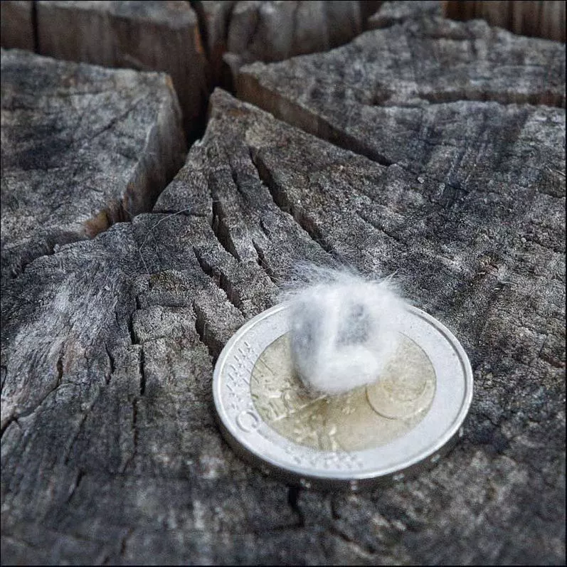 /forum/uploads/images/1784/coton_02.webp