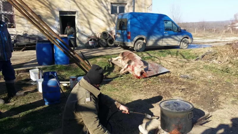 /forum/uploads/images/1790/mort-aux-cochons.webp