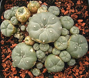 Peyotl (cactus à mescaline).jpeg