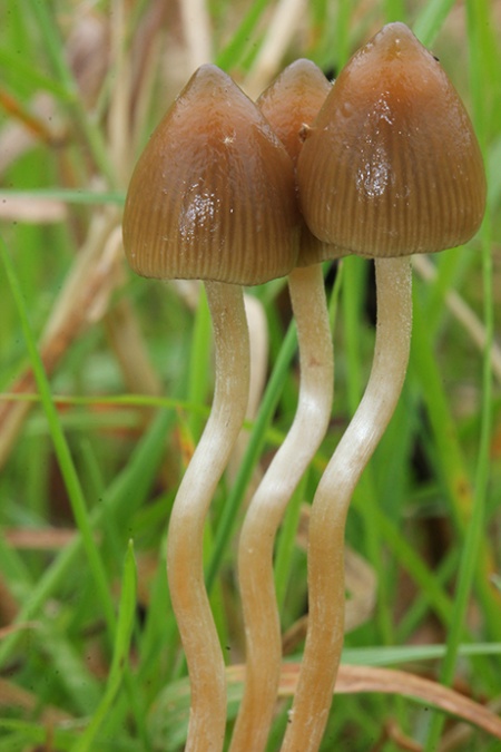 https://www.psychoactif.org/psychowiki/images/thumb/0/0f/Semilanceata.jpg/450px-Semilanceata.jpg