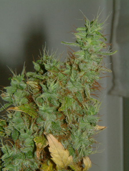 Fichier:Cannabis-tete-orangebud.jpg