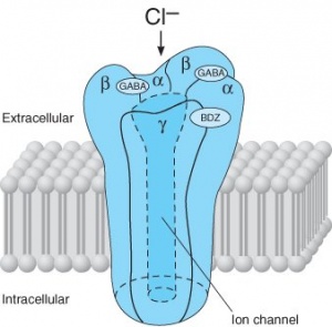 GABA receptor.jpg