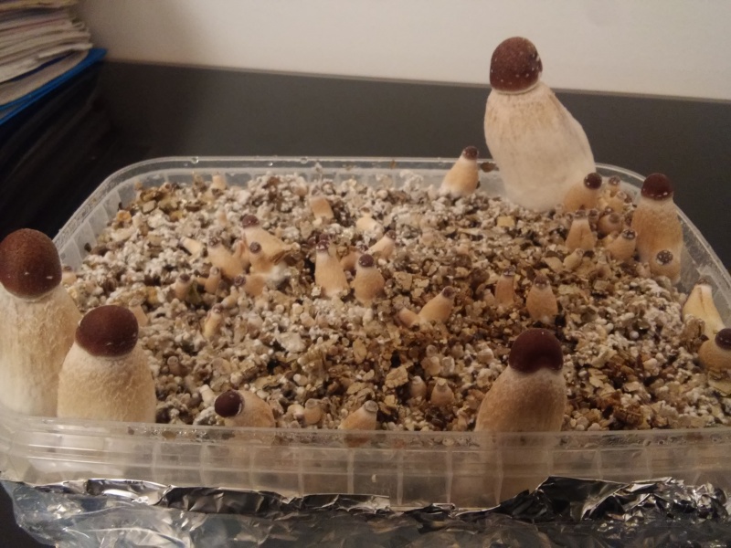 Fichier:Psilocybe growkit goldenteacher.jpg