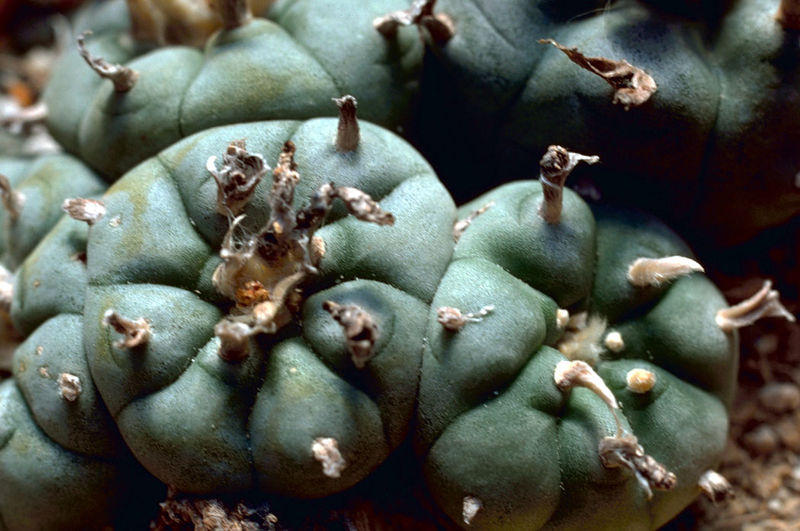 Fichier:Peyote Cactus.jpg