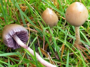 Psilocybe2.jpg